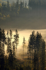 Drzewa we mgle w jesienny poranek