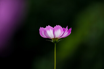 一輪のコスモス