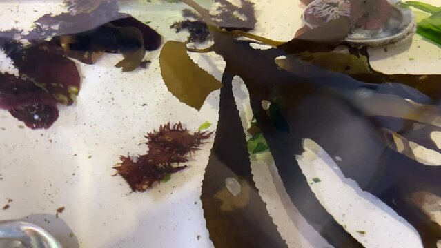 Sea bamboo, kelp,seaweed, sea lettuce, and hedgehog algae in a display pool
