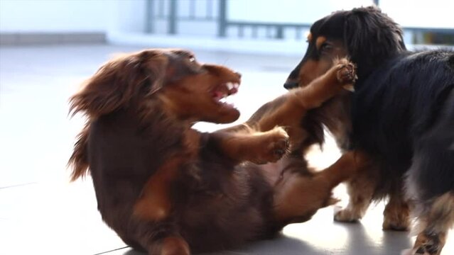 Two sausage dogs play fighting outside
