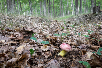 Rare royal bolete mushroom in oak forest