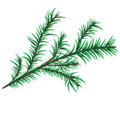 Illustration with fir branch isolated on white background