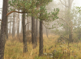 Misty autumn woodland in Northumberland, UK