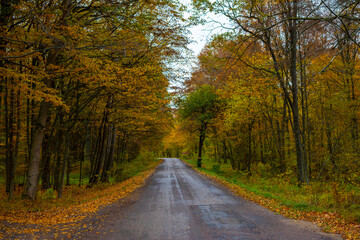 Fototapeta na wymiar Asphalt road in the dazzling beauty of autumn colors.