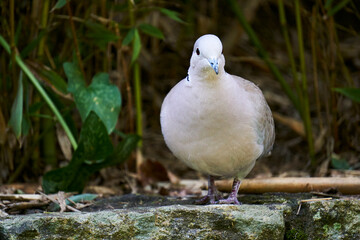 Portrait d'oiseau .