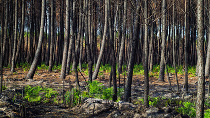 Forêt des Landes de Gascogne calcinée après le passage des incendies de l'été 2022, à proximité de Landiras