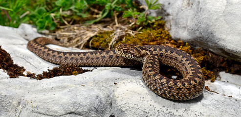 Wiesenotter // Meadow viper Vipera ursinii macrops) - Durmitor, Montenegro