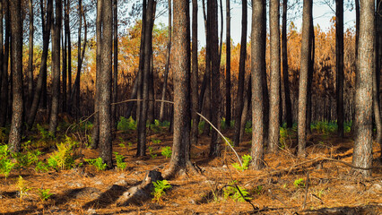 Forêt des Landes de Gascogne calcinée après le passage des incendies de l'été 2022, à proximité de Landiras