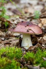Beautiful closeup of forest mushrooms. Mushrooms photo, forest photo, forest background