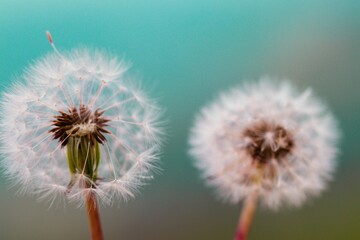 Closeup shot of common dandelions on the blurry background