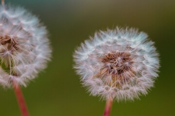Closeup shot of common dandelions on the blurry background