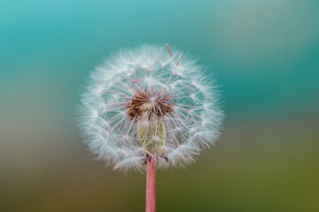 Closeup shot of a common dandelion on the blurry background
