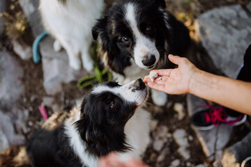 Top view of feeding dogs from hand during autumn walk in forest.
