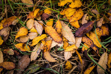 Arrière plan de feuilles d'automne colorées