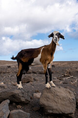 Goat looking at camera in the desert landscape of Fuerteventura
