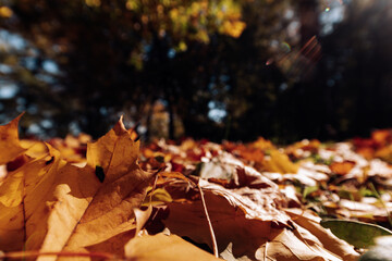 Beautiful autumn park. Forest in Autumn