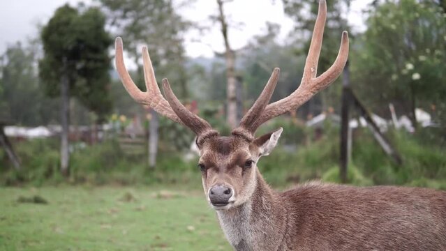 Video of a deer looking into the camera at a deer captivity