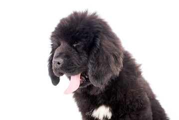 Fototapeta premium Newfoundlander young dog portrait on a white background