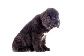 Newfoundlander young dog portrait on a white background