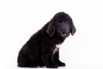 Fototapeta premium Newfoundlander young dog portrait on a white background