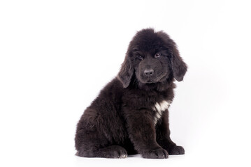 Newfoundlander young dog portrait on a white background