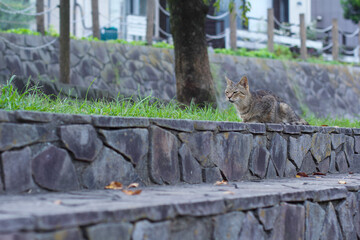 Obraz premium 野良猫