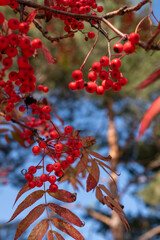 赤いナナカマドの実
