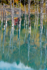黄葉の木々を映す秋の青い池　美瑛町

