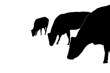 cows silhouette grazing on a dairy farm for agriculture