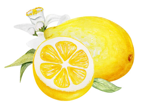  Hand painted Lemon set . PNG. Watercolor whole lemons, halfs lemon, lemon wedges, lemon
 leaves and flowers