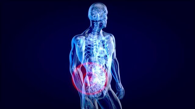 4K anatomy concept of a back pain and relief