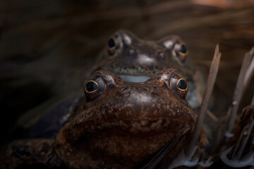 Accoppiamento di rane alpine all' inizio della stagione primaverile