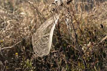 Spinnennetz mit Morgentau - Makro