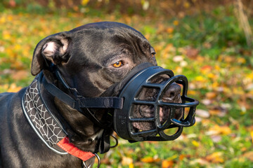 Pit bull terrier in muzzle
