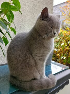 sitting gray cat