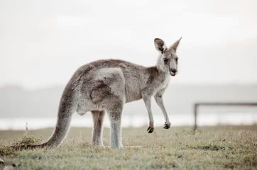 Fotobehang Australian kangaroo on a grassy reserve © Leah-Anne Thompson