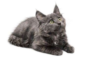 a dark gray domestic kitten lies and looks curiously to the side, on a white isolated background