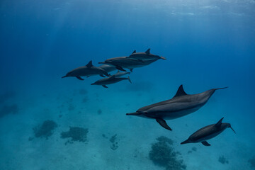 Dolphins swimming in the national park in Egypt Satay reef.
