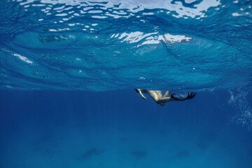 Naklejka premium Female freediver in the ocean waves