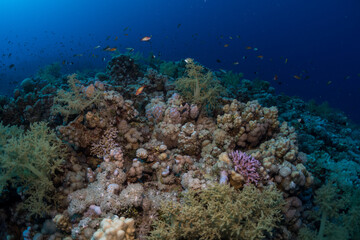 Naklejka na ściany i meble Coral reef fish in the Red Sea, Egypt