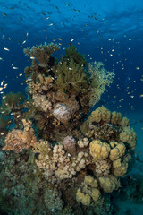 Fototapeta na wymiar Coral reef fish in the Red Sea, Egypt