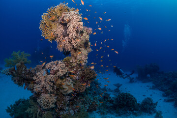 Coral reef fish in the Red Sea, Egypt