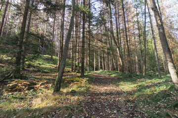 Fototapeta premium Idyllic and panoramic view of Czech Republic, National Park, Bohemian Switzerland, České Švýcarsko