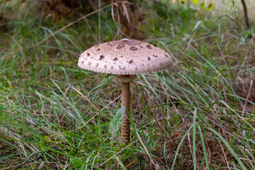Umbrella mushroom grows in the forest.Macrolepiota procera