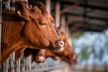 Domestic animals husbandry and cows at the farm.