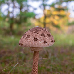 Young umbrella mushroom grows in the forest.Macrolepiota procera