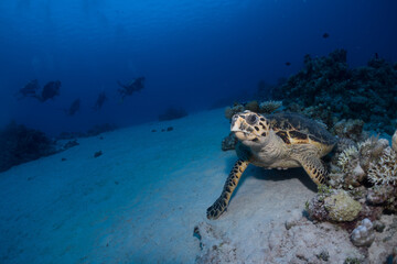 Hawksbill turtle with scuba divers in the background
