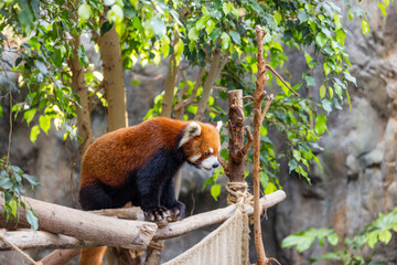 Fototapeta premium Red panda in the zoo park