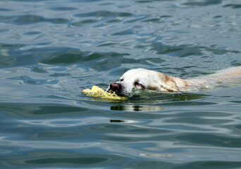 Fototapeta premium a yellow labrador retriever in summer swimming