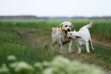 Obraz premium two nice yellow labrador retriever in summer in the field